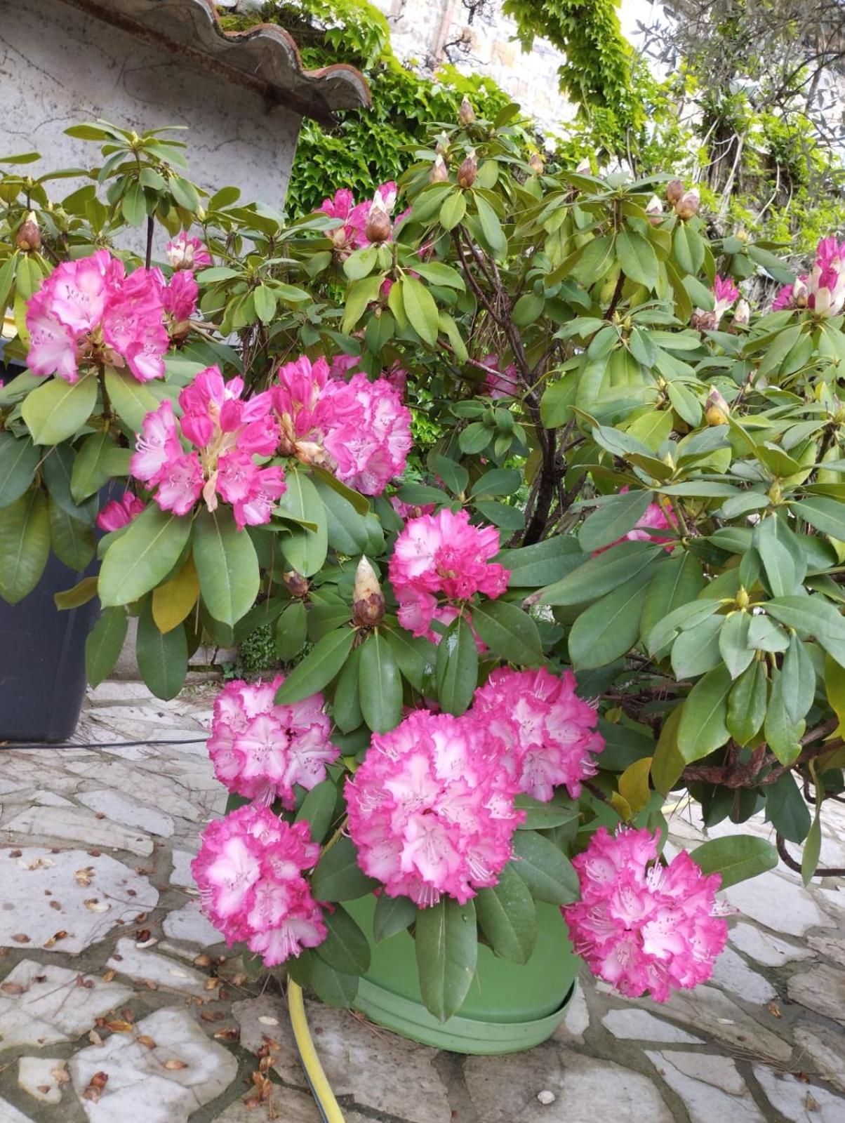 Gite 2 "Le Tilia " Aux Magnolias 3 Etoiles Aubenas Zewnętrze zdjęcie